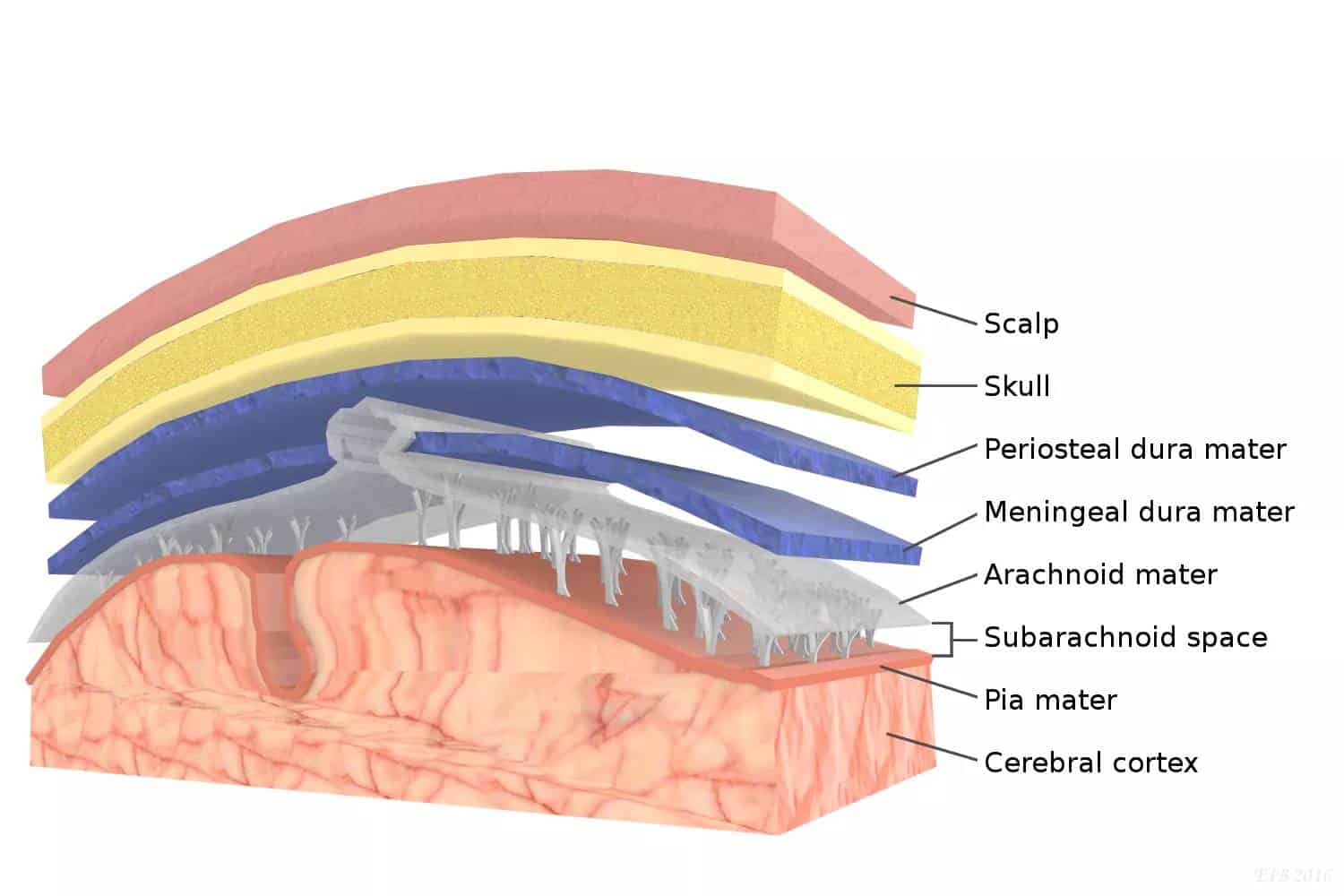 1c08cba7df611d749b940ed6ef973384.Meninges-Function.jpg