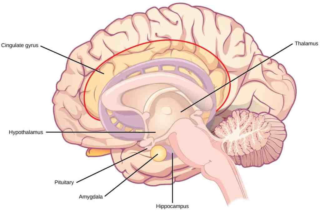 Know Your Brain: Cingulate Cortex