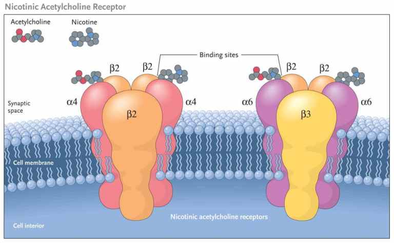 Neuromuscular Junction | Structure, Function, Summary & Clinical