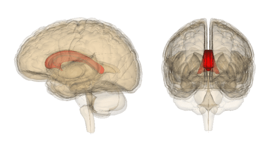 Corpus Callosum Funktion