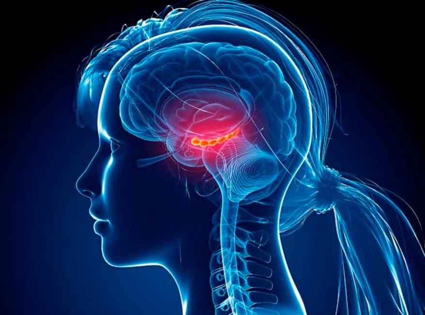 Where are memories stored in the brain? - Queensland Brain