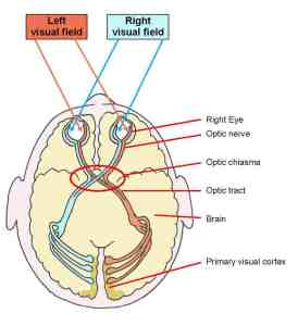 Visual Cortex | Location, Structure, Function & Summary