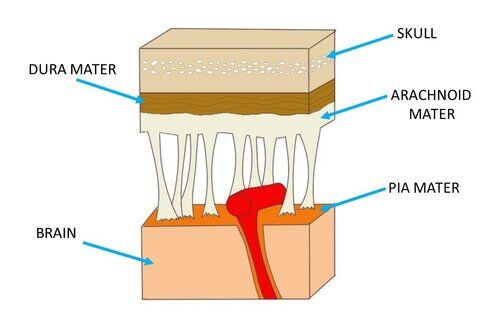 ec7442c88787a075df3656d6f2fbe998.meninges.jpg