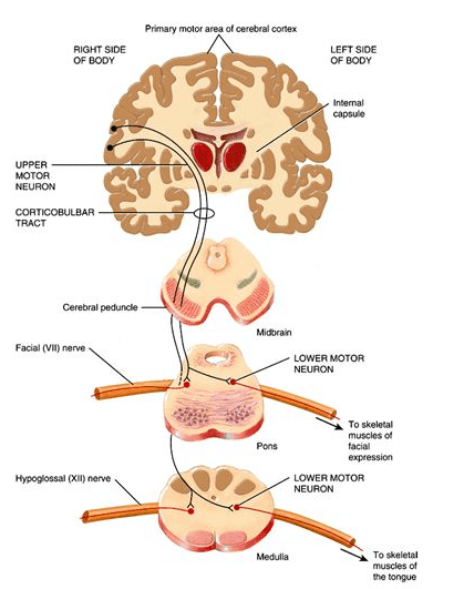 Medullary Pyramids | Summary, Location, Structure & Function