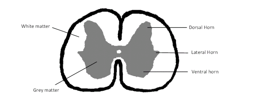 Gray matter and white matter cheap