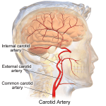 Brain Blood Supply | Position, Structure, Function & Summary